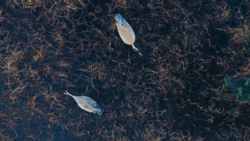 Top View Of Crane Birds Breeding On Lake Swamps. Topdown Shot