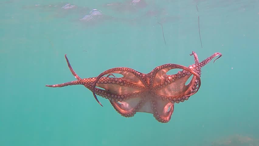 Wild octopus swim underwater in mediterranean sea. Octopuses swimming in slow motion. One octopus at the sea. Wild Octopusess