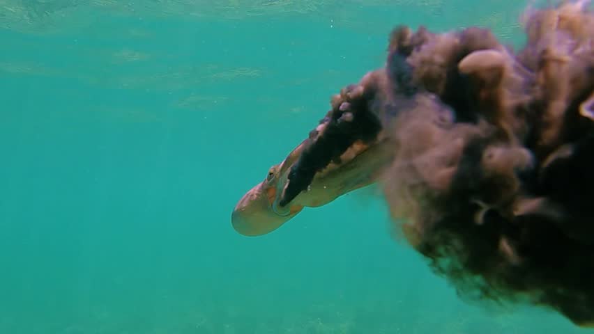 Wild octopus swim underwater in mediterranean sea. Octopuses swimming in slow motion. One octopus at the sea. Wild Octopusess