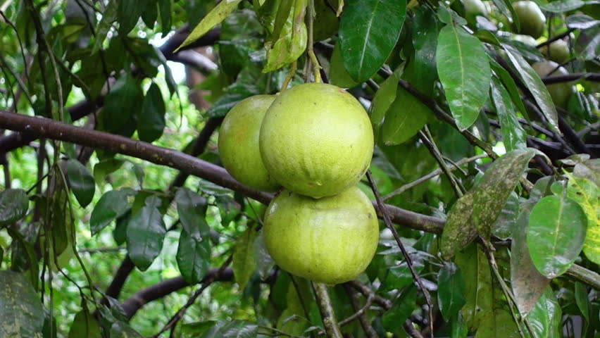 Green pomelo fruits hang on a tree surrounded by leaves. Ripe and unripe citrus or Pomelo fruits hanging from trees in the farm with drops of water and green leaves.