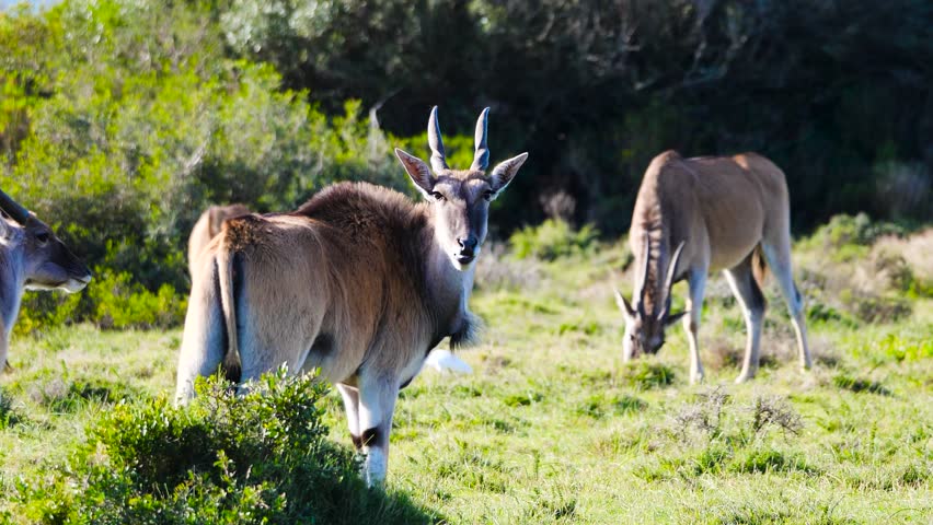 A big male Eland antelop standing in short grass looking at the camera 4K video