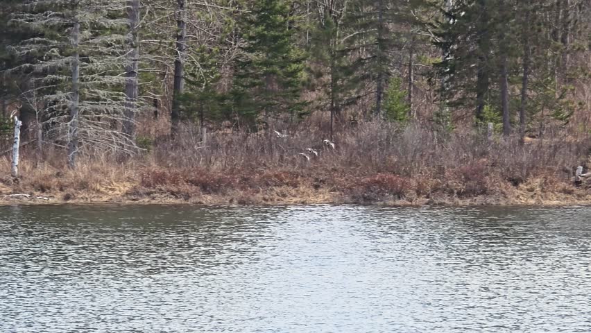 Tracking four duck as they fly low over pond before gliding into water