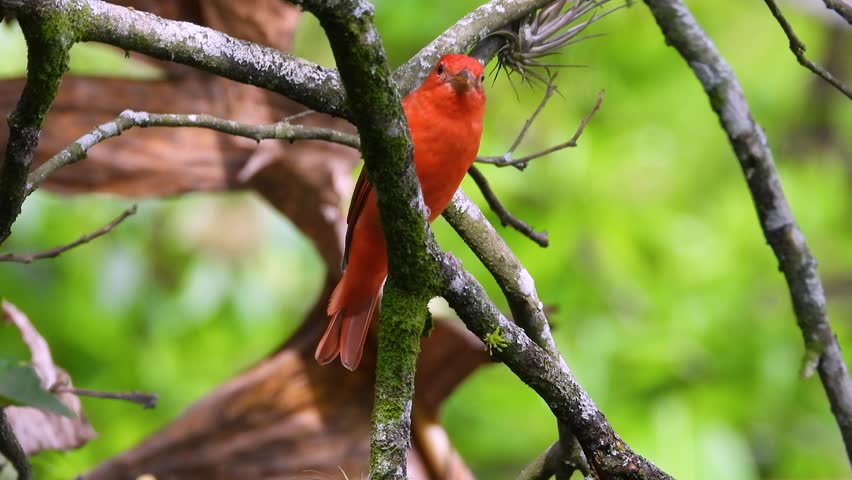 Red Bird Looking Around Every Corner For Predators in Columbian Forest