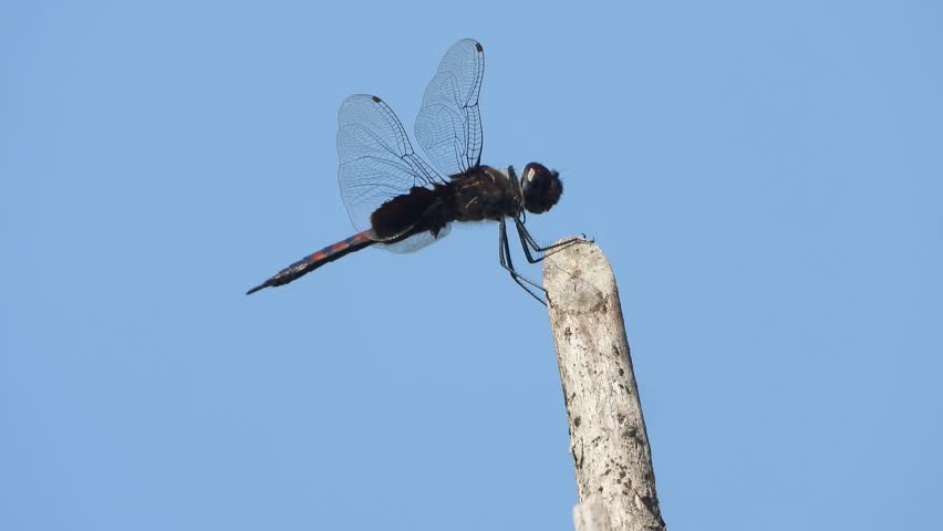 Dragonfly relaxing on stick . nature .