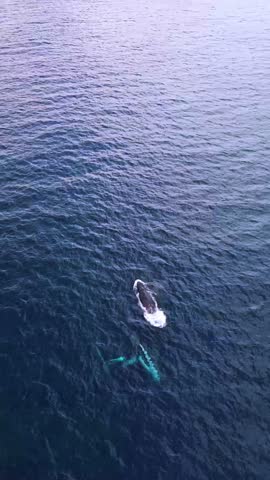 Experience the beauty of nature with this stunning footage of four humpback whales off Anna Bay, Port Stephens. This scene captures the grace and power of one of the largest animal