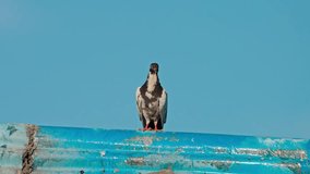 Pigeon on Rusted Blue Corrugated Roof - Powered by Shutterstock - Get 15% off with code: PIKWIZARD15