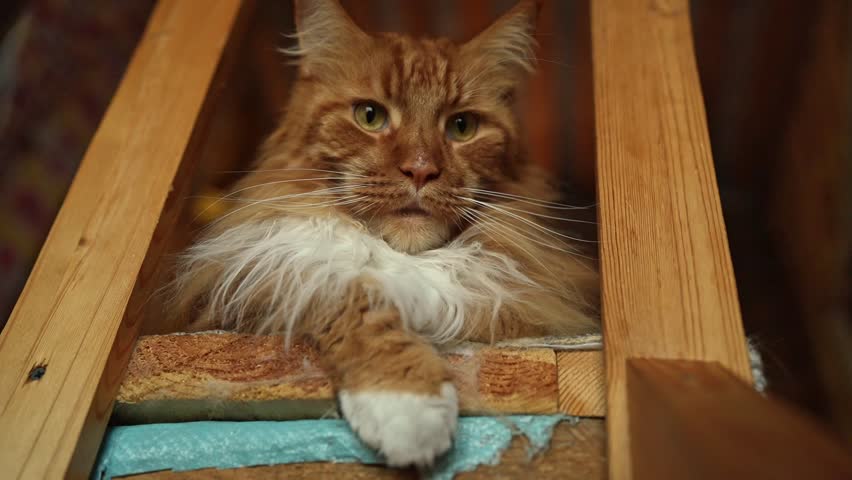The Regal Maine Coon Cat is enjoying its time relaxing gracefully and comfortably today