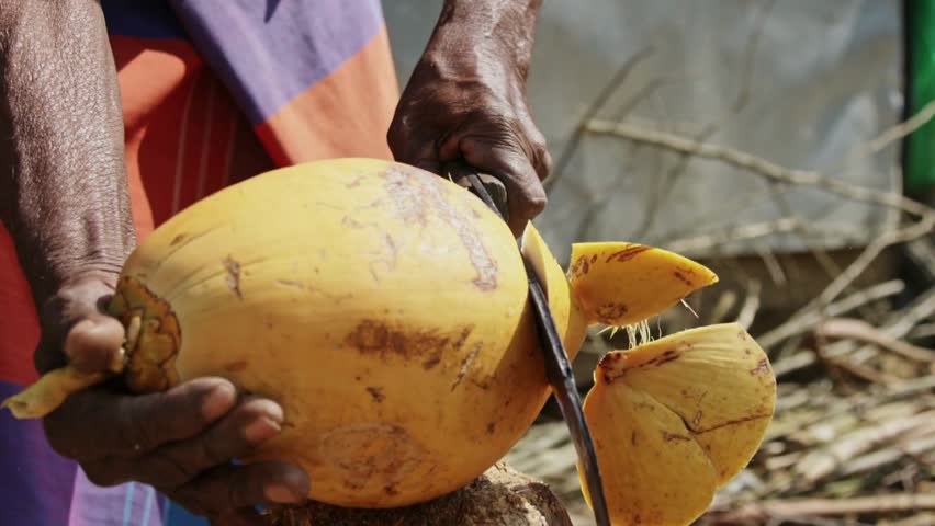 Man skillfully cuts open a fresh yellow coconut with a machete on a sunny day, tropical background highlighting the vibrant fruit and traditional preparation technique.