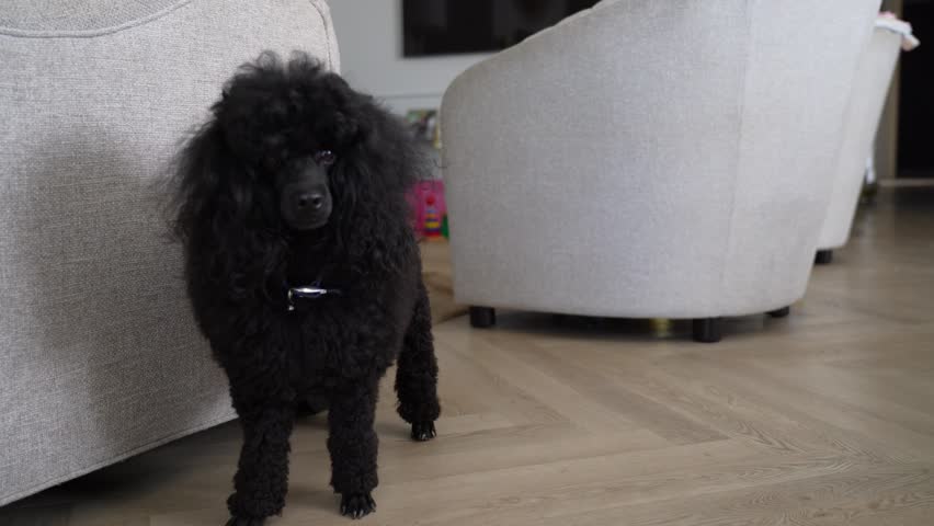 Elegant black poodle indoors: posing, trotting, and portraits. Playful, calm, and happy companion