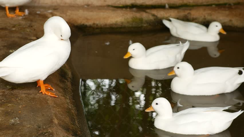 White Duck on a Farm