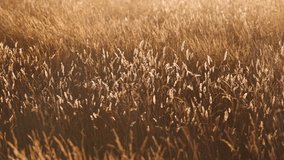 A golden-hour view of a wild meadow in Sussex, England, with tall grasses gently swaying in the warm evening light. The sun backlights the seed heads, creating a dreamy, tranquil atmosphere. - Powered by Shutterstock - Get 15% off with code: PIKWIZARD15