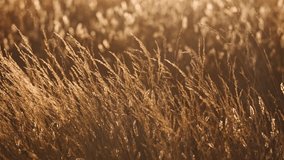 A golden-hour view of a wild meadow in Sussex, England, with tall grasses gently swaying in the warm evening light. The sun backlights the seed heads, creating a dreamy, tranquil atmosphere. - Powered by Shutterstock - Get 15% off with code: PIKWIZARD15