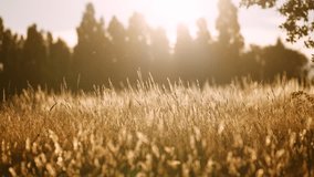 A golden-hour view of a wild meadow in Sussex, England, with tall grasses gently swaying in the warm evening light. The sun backlights the seed heads, creating a dreamy, tranquil atmosphere. - Powered by Shutterstock - Get 15% off with code: PIKWIZARD15
