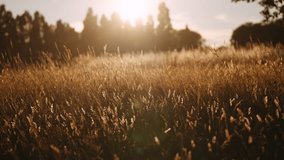 A golden-hour view of a wild meadow in Sussex, England, with tall grasses gently swaying in the warm evening light. The sun backlights the seed heads, creating a dreamy, tranquil atmosphere. - Powered by Shutterstock - Get 15% off with code: PIKWIZARD15