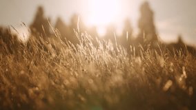 A golden-hour view of a wild meadow in Sussex, England, with tall grasses gently swaying in the warm evening light. The sun backlights the seed heads, creating a dreamy, tranquil atmosphere. - Powered by Shutterstock - Get 15% off with code: PIKWIZARD15