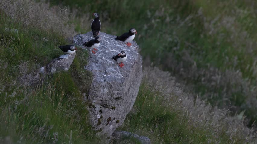 Atlantic Puffin, Fratercula artica, artic black and white cute bird with red bill sitting on the rock, nature habitat, Runde island, Norway. Wildlife dark night. Funny bird on coast wide landscape.