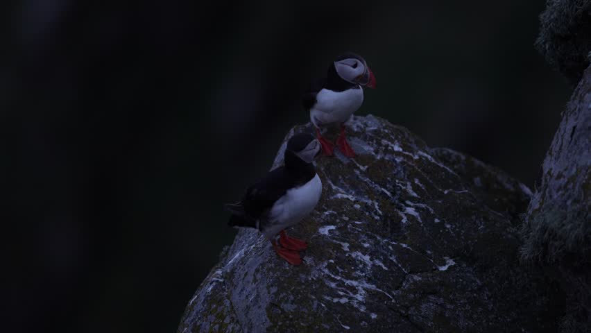 Atlantic Puffin, Fratercula artica, artic black and white cute bird with red bill sitting on the rock, nature habitat, Runde island, Norway. Wildlife dark night. Funny bird on coast wide landscape.