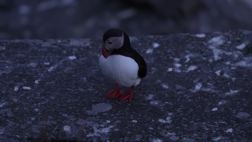 Atlantic Puffin, Fratercula artica, artic black and white cute bird with red bill sitting on the rock, nature habitat, Runde island, Norway. Wildlife dark night. Funny bird on coast wide landscape.