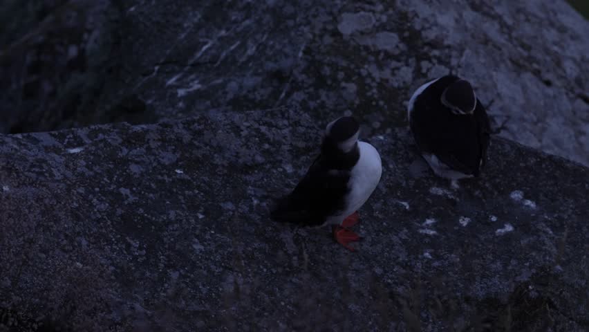 Atlantic Puffin, Fratercula artica, artic black and white cute bird with red bill sitting on the rock, nature habitat, Runde island, Norway. Wildlife dark night. Funny bird on coast wide landscape.