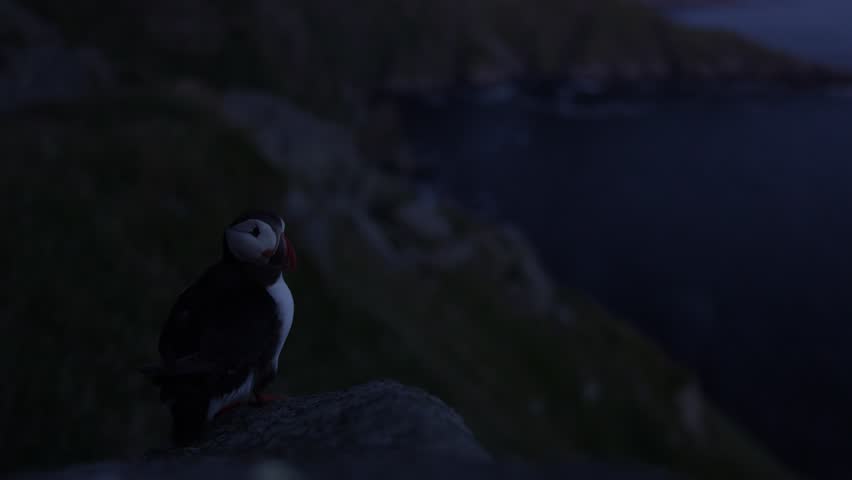 Atlantic Puffin, Fratercula artica, artic black and white cute bird with red bill sitting on the rock, nature habitat, Runde island, Norway. Wildlife dark night. Funny bird on coast wide landscape.
