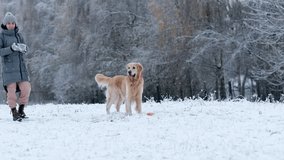 Woman And Her Adorable Golden Retriever Dog Playing With Snow Outdoors In Winter - Powered by Shutterstock - Get 15% off with code: PIKWIZARD15