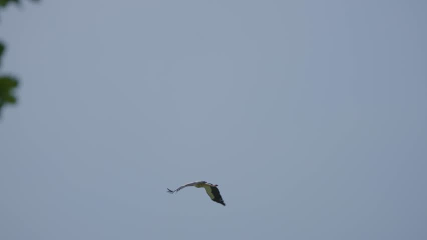 A stork flies in a stormy sky