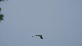 A stork flies in a stormy sky - Powered by Shutterstock - Get 15% off with code: PIKWIZARD15