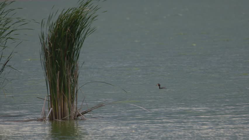 Great crested grebe floating in the lake