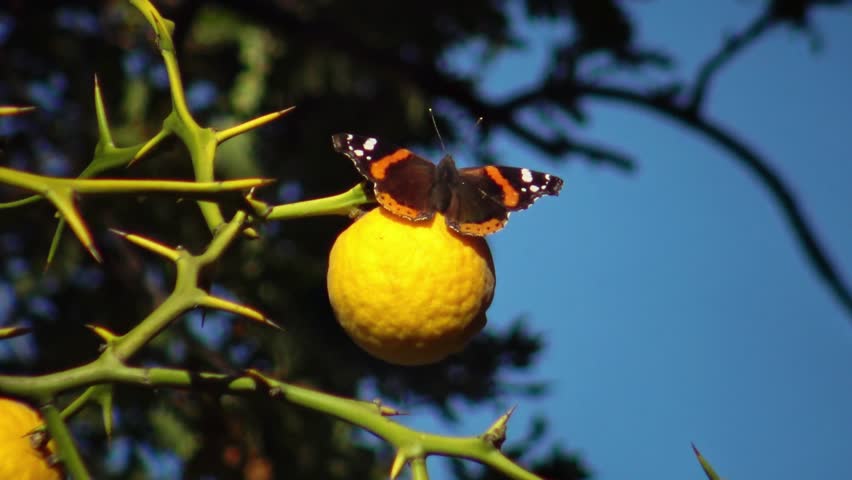 On the bright yellow leaf of a poncirus (Poncirus trifoliata) a butterfly (Vanessa atalanta) flaps its wings