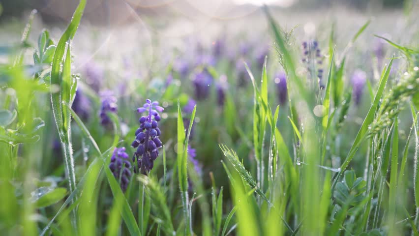 Beautiful violet summer flowers in green grass early in the morning. Camera moves across through meadow through purple flowers and grass covered in morning dew. Gimbal shot, 4K