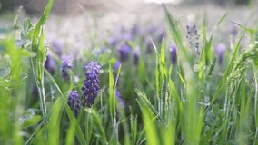 Beautiful violet summer flowers in green grass early in the morning. Camera moves across through meadow through purple flowers and grass covered in morning dew. Gimbal shot, 4K - Powered by Shutterstock - Get 15% off with code: PIKWIZARD15