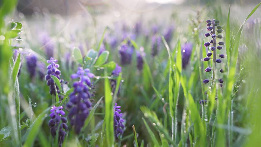 Beautiful violet summer flowers in green grass early in the morning. Camera moves across through meadow through purple flowers and grass covered in morning dew. Gimbal shot, 4K