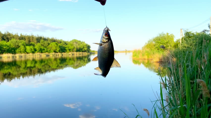 Freshly caught freshwater small crucian carp perch fish fluttering hanging on hook of fishing rod,shore blue pond,river.active recreation, nature.Bait spoon fishing accessory.poaching.