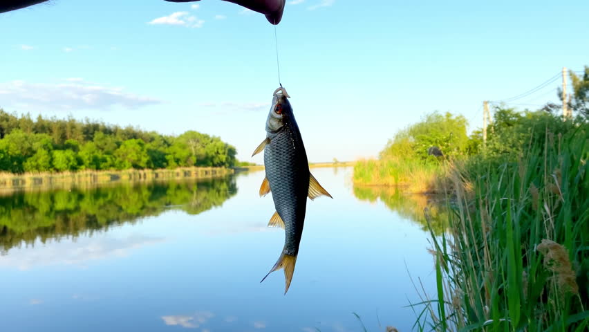 Freshly caught freshwater small crucian carp perch fish fluttering hanging on hook of fishing rod,shore blue pond,river.active recreation, nature.Bait spoon fishing accessory.poaching.