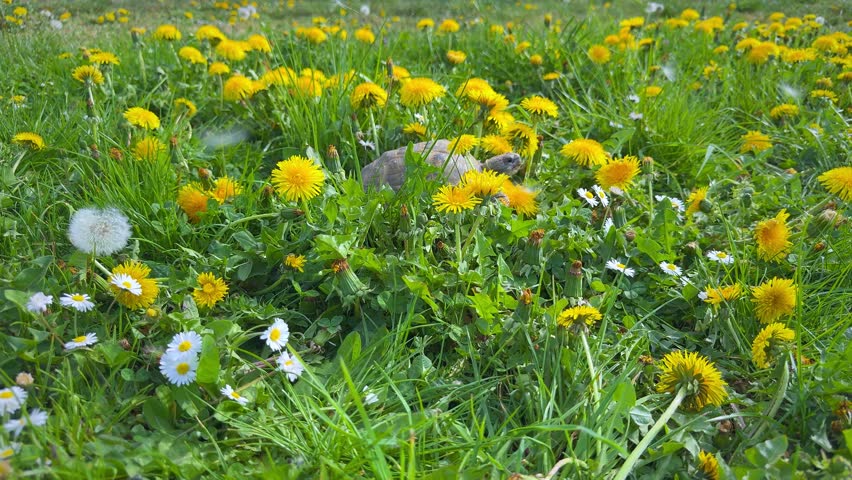 Tortoise sitting relaxing in meadow full of yellow dandelions and white daisies, spring nature scene.