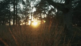 golden forest light, cinematic sunset woods, peaceful woodland view, 4k nature video, glowing tree silhouettes, sunset, forest, nature, cinematic, 4K, peaceful, trees, light, golden, dusk, landscape,  - Powered by Shutterstock - Get 15% off with code: PIKWIZARD15