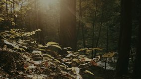 morning forest light, cinematic woodland sun, peaceful forest scene, sunlit leaf closeup, glowing forest plants, 4K, nature, cinematic, forest, sunlight, leaves, peaceful, trees, morning, glow - Powered by Shutterstock - Get 15% off with code: PIKWIZARD15