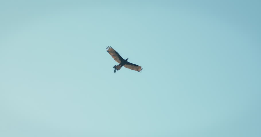 Birds soar high in clear blue sky with wings wide open. Turkey vulture flight over coastline in South America.
