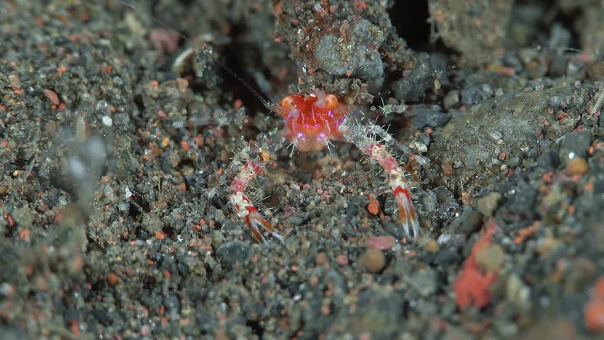 A small red crab sits on the sandy bottom of the sea with its claws forward. White-crown munida (Munida sp.) 1,6 cm. ID: red with crown-like white spot on the carapace after eyes.