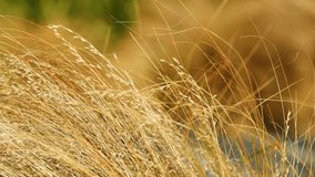 Tall golden grass sways gently in a strong breeze, captured in close-up with soft natural lighting and a blurred green background - Powered by Shutterstock - Get 15% off with code: PIKWIZARD15