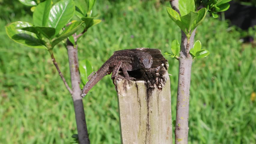 Brown Anole Shedding Skin in Daylight. Florida, June 12, 2025