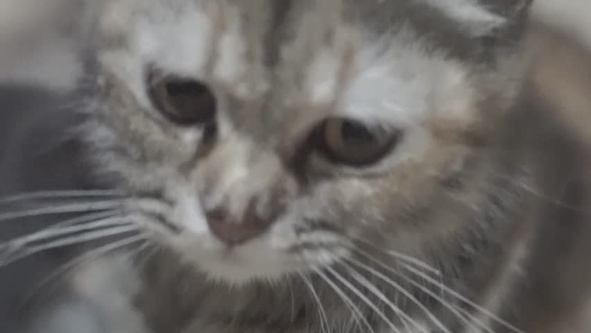 Close up of a cute kitten