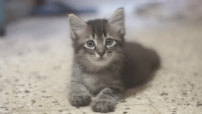 Close up of a cute kitten