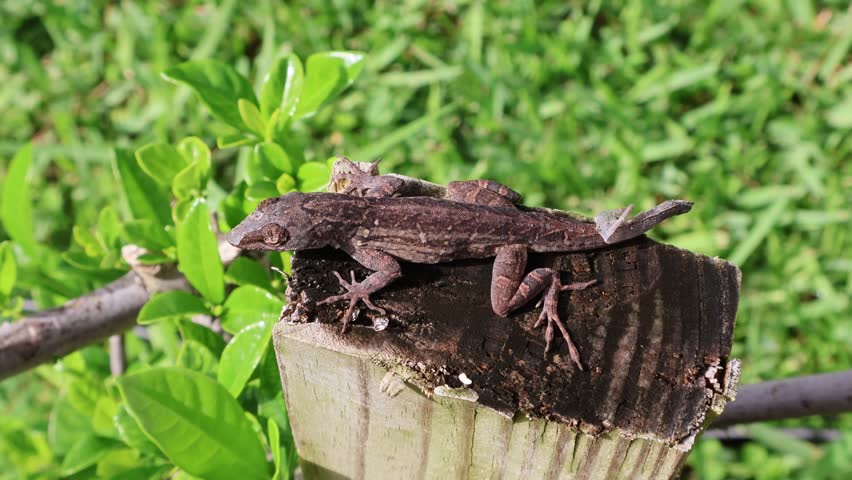 Top View of A Sunbathing Brown Anole Lizard Mid-Molt on Wood. Florida, June 12, 2025