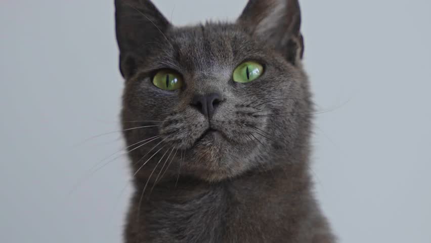 Extreme close-up of Chartreux cat