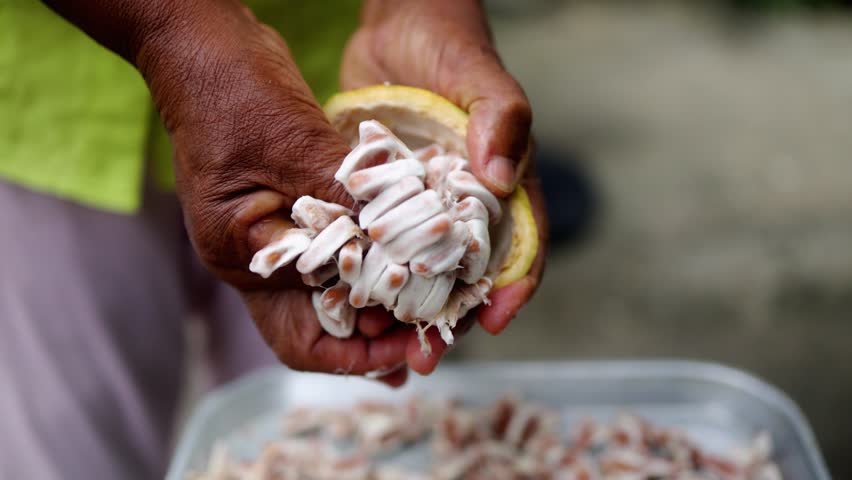 Senior Black woman harvesting cacao seeds by hand in traditional process, Latin America