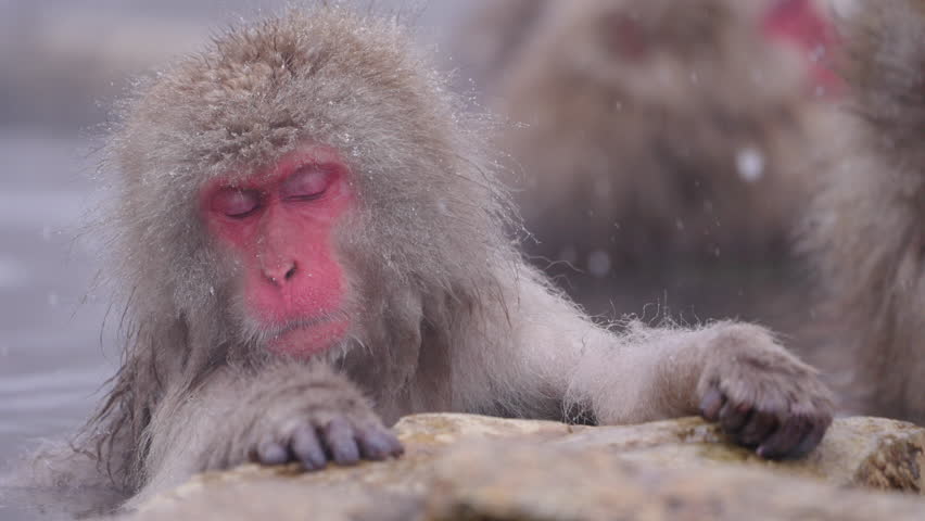 A snow monkey, also known as a Japanese macaque, rests on the edge of a hot spring at Jigokudani. Its eyes are closed while resting in peacefully. Filmed in slow motion.