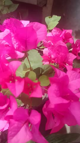 medan, Indonesia july 15 2005
Vibrant fuchsia bougainvillea blooms bask in the sun. Perfect for tropical garden inspiration, bright floral decor, and nature photography. #Bougainvillea #PinkFlowers 