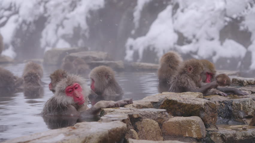 Group of snow monkeys, or Japanese macaques, relax in a hot spring at Jigokudani. Snow falls and steam rises around them in a peaceful, contemplative winter scene.