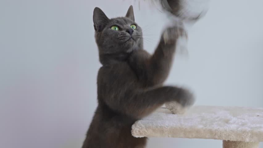Active purebred Chartreux cat sits on its hind legs on a cat tree, playfully batting and catching a feather toy. Cute domestic feline enjoying playtime indoors.